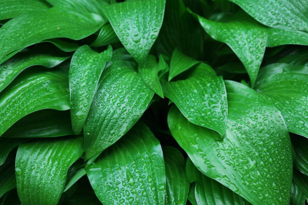 istock Drops of dew on a green leaf. Wet foliage as a background. 1214884271