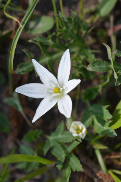istock Garden star-of-Bethlehem flower 1214886677