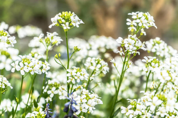 istock many little white flowers in the park 1214887041