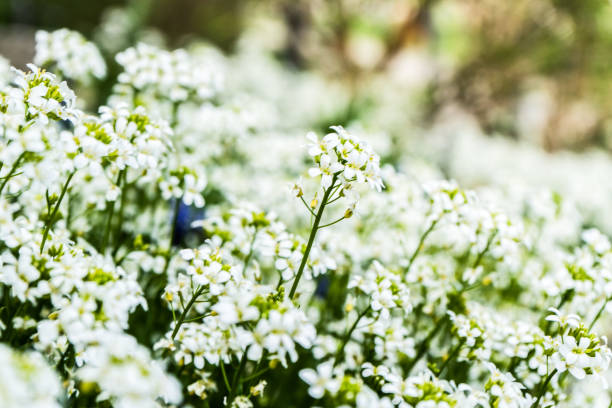 istock many little white flowers in the park 1214887046