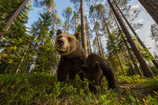 istock Bear family in deep forest 1214887291