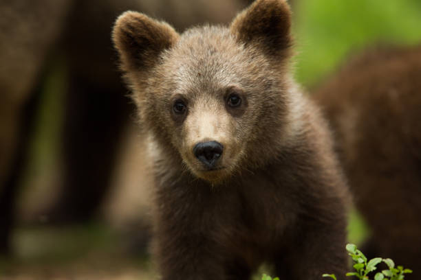 istock Wild Brown bear cub close-up 1214887328