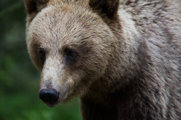 istock Bear in a forest closeup portrait 1214887333