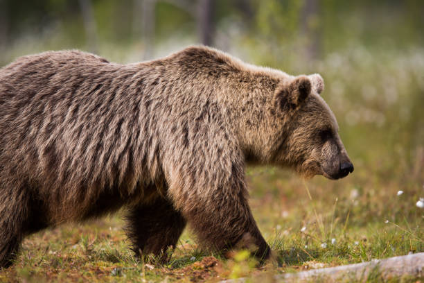 istock Wild Brown bear in spring grasslands with flowers 1214887347