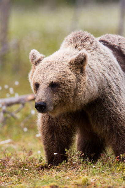 istock Wild Brown bear in spring grasslands with flowers 1214887350