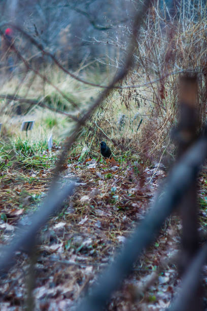 istock first starlings in the garden 1214887822