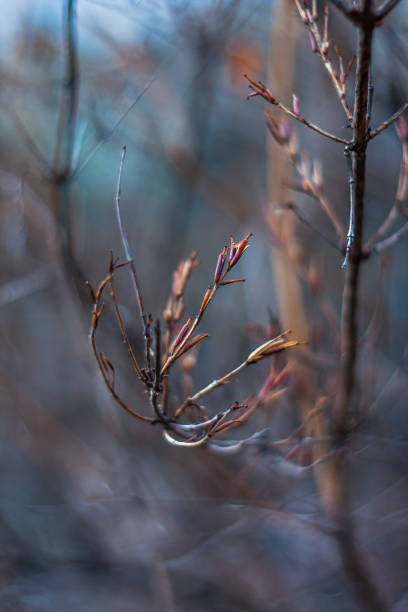 istock branches of bushes with the first leaves in the spring 1214888525