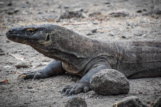 istock Komodo National Park 1214888786