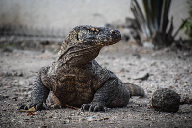 istock Komodo National Park 1214888823