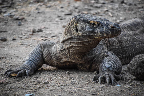 istock Komodo National Park 1214888827