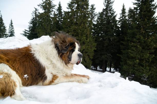istock Saint Bernard dog lying on the snow on hill during winter. 1214888880