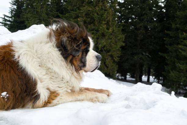 istock Saint Bernard dog lying on the snow on hill during winter. 1214888887