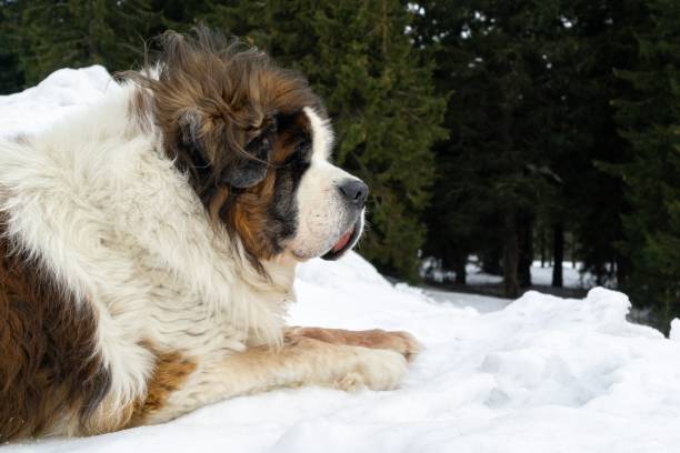 istock Saint Bernard dog lying on the snow on hill during winter. 1214888908