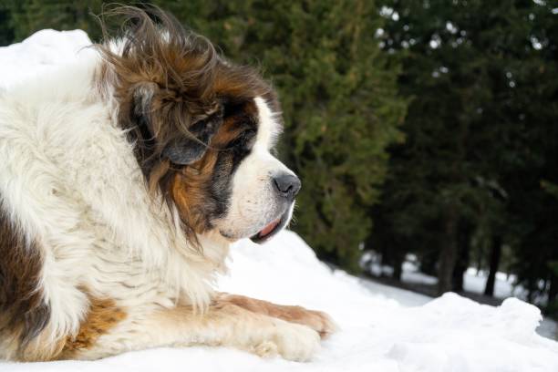 istock Saint Bernard dog lying on the snow on hill during winter. 1214888920