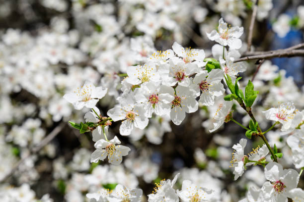 istock Tree with large branches with white cherry tree flowers in full bloom and clear blue sky in a garden in a sunny spring day, beautiful Japanese cherry blossoms floral background, sakura 1214889102