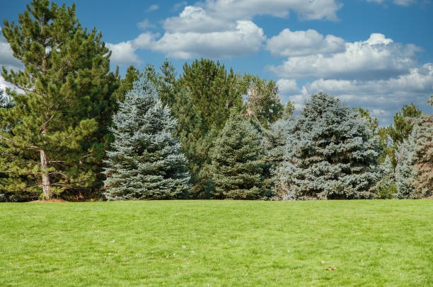 istock Pine and Fir Trees on Green Hill 1214889133