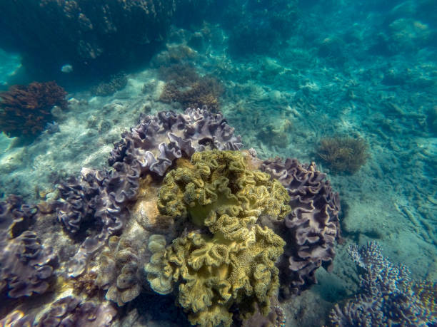 corales coloridos en aguas poco profundas en la barrera de coral exterior - gran barrera de coral australia - beach coral close up water fotografías e imágenes de stock