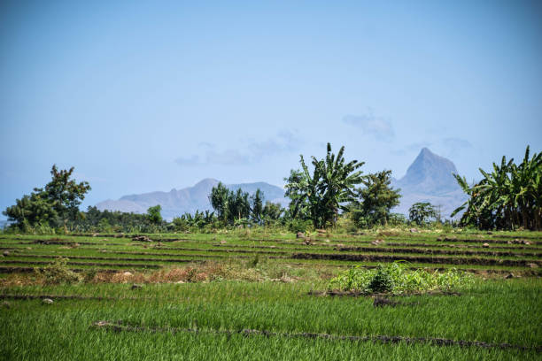 istock Flores Island in Indonesia 1214891259