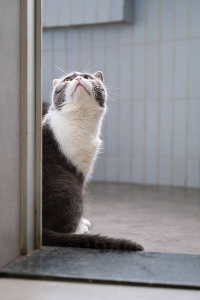 istock Cute British shorthair cat, indoor shot 1214891279