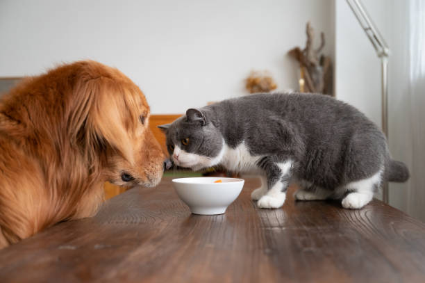 istock Golden Retriever and British Shorthair 1214891619