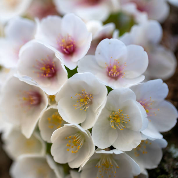 istock Close-up of a cluster of cherry tree blossom on a trunk 1214892242