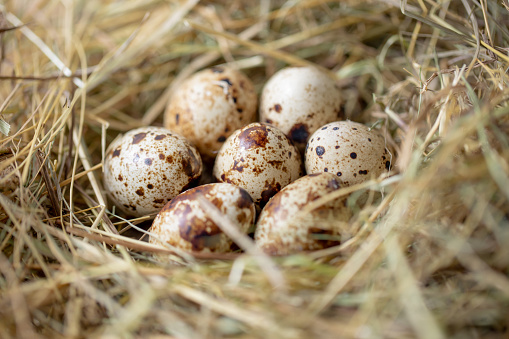 Close up of few quail eggs in the hay
