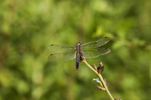 istock Black-tailed skimmer on green background 1214893525