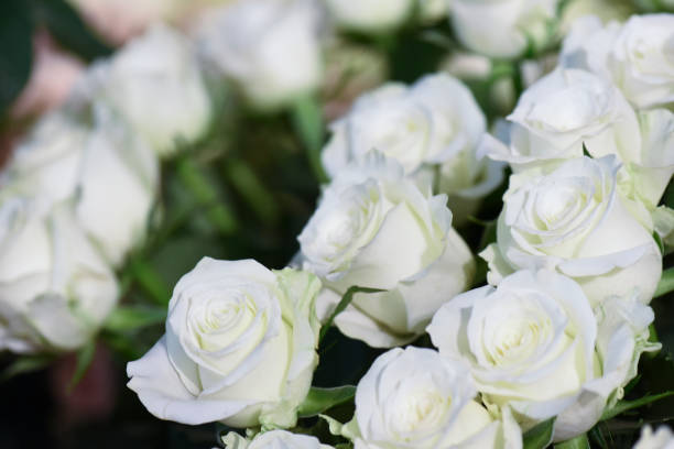 istock White roses flowers background. 1214894141