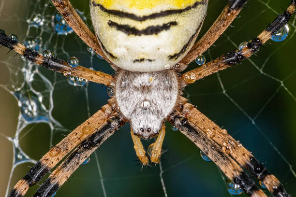 레인 샤워 후 노란색 검은 거미입니다. 물 방울로 덮인 거미. - spider blue multi colored orange 뉴스 사진 이미지