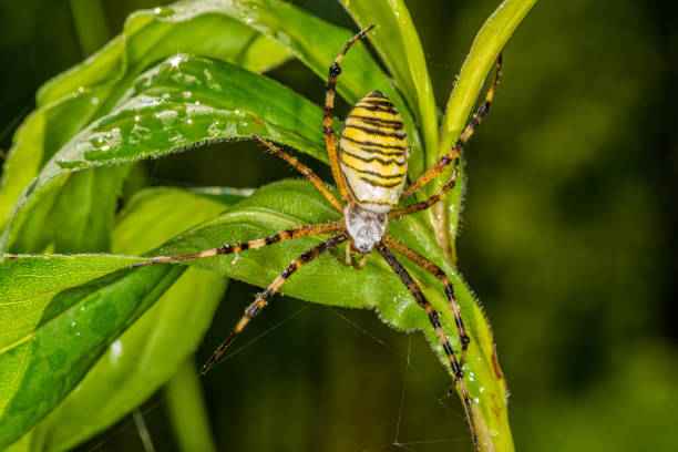 istock Black and yellow stripe Argiope bruennichi wasp spider on leaf . 1214894923