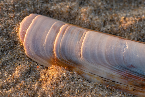 Een detail van een scheermes ligt langs de vloedlijn op het strand, a razor blade on the beach of the Dutch Island Vlieland