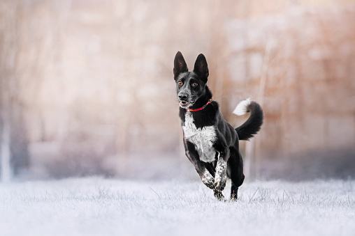 happy black mixed breed dog running outdoors in winter