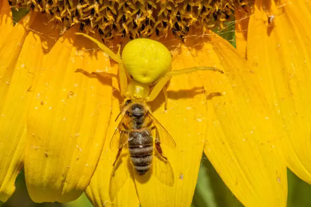 Yellow crab spider caught the bee on the sunflower. The spider hunts the bee