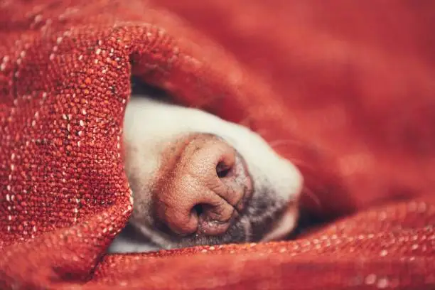 Close-up view of dog snout. Labrador retriever sleeping wrapped in blanket at home.