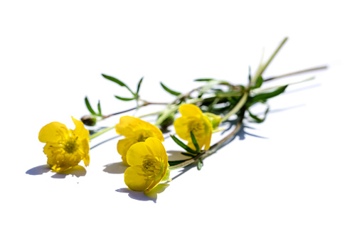 yellow buttercup isolated on white background