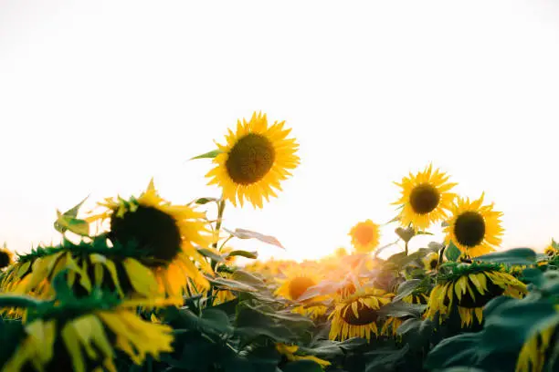 Photo of a field of beautiful bright colors of sunflowers in the sunset time in the summer