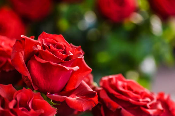 istock Bouquet of red roses on a colour background. 1214900115