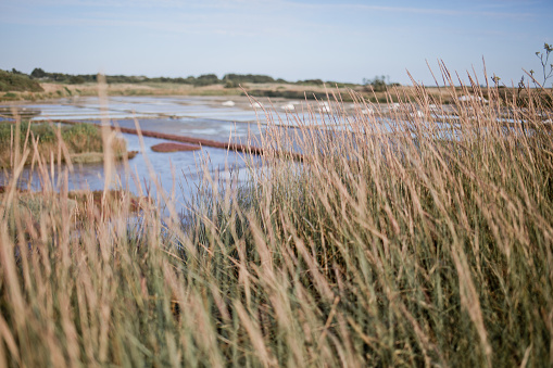 Salt marshes at sunset in the summer in Guérande