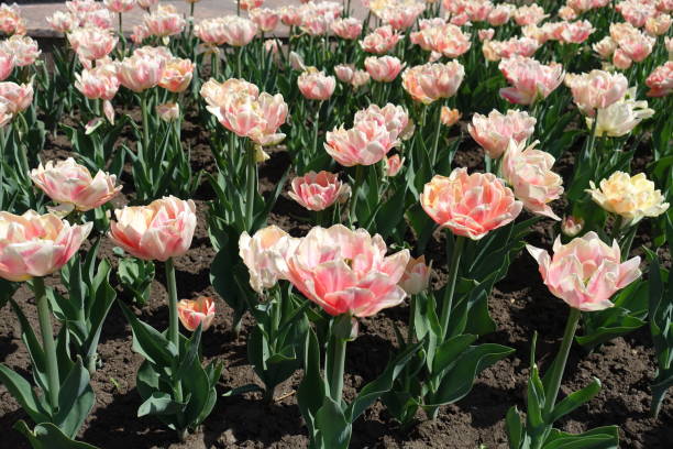 istock Double flowered light pink tulips in April 1214901309