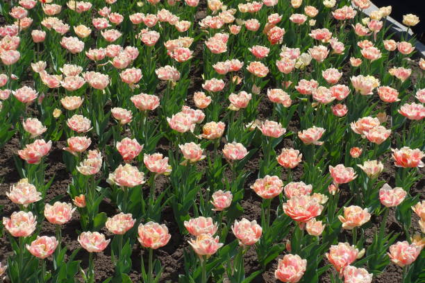 istock Lots of light pink double flowered tulips in April 1214901310