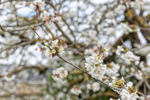 istock Detail of cherry blossoms 1214901656