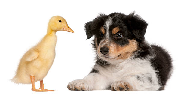 istock Border Collie puppy, playing with a duckling, white background. 121490242
