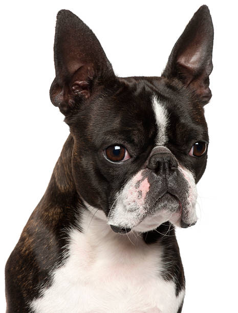 istock Close-up of Boston Terrier, one year old, white background. 121490253