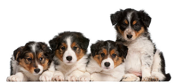 istock Border Collie puppies, six weeks old, white background. 121490521