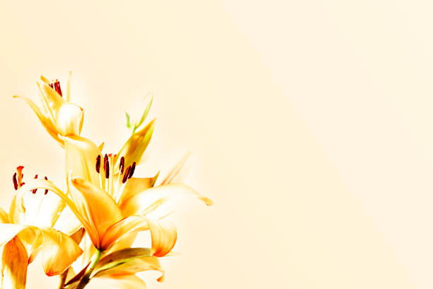 istock Close-Up Of Flowers high key copy space 1214906006
