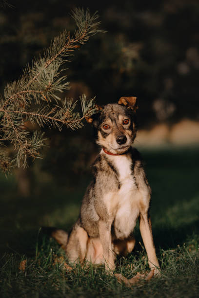 istock mixed breed dog sitting outdoors in summer 1214906123