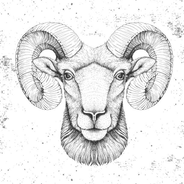 Hipster Animal Head Of Ram Or Mouflon Hand Drawing Muzzle Of Ram Stock  Illustration - Download Image Now - iStock