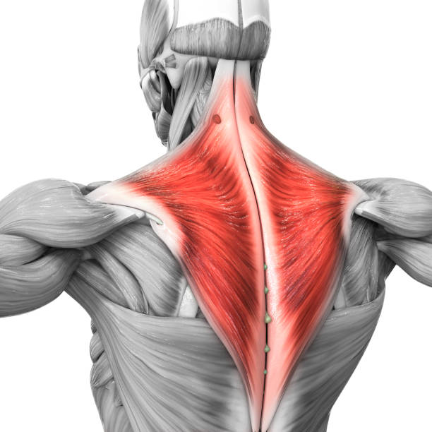 человеческая мышечная система части трапециус мышечной анатомии - flexing muscles men human muscle human arm стоковые фото и изображения