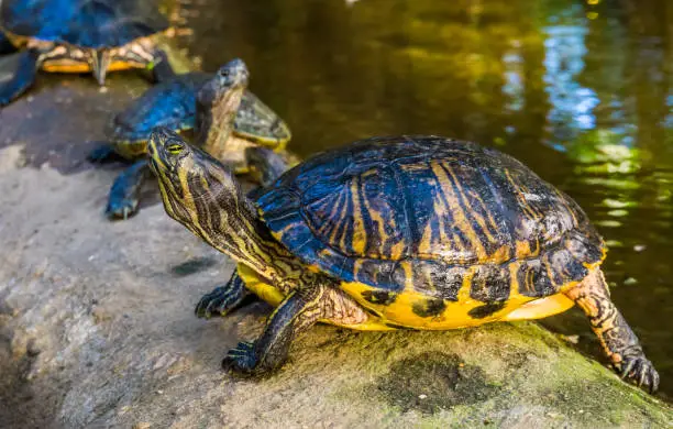 Photo of closeup portrait of a yellow bellied cumberland slider turtle, tropical reptile specie from America