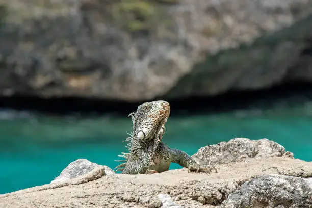 Photo of Iguana on the island of Curacao